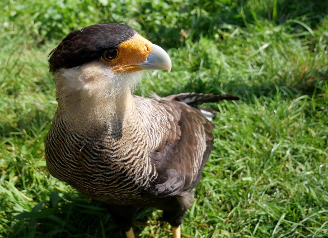 De Dierenweiden Goedereede Buitenkant foto