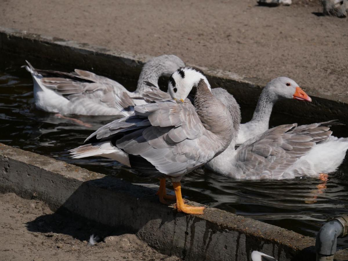 De Dierenweiden Goedereede Buitenkant foto