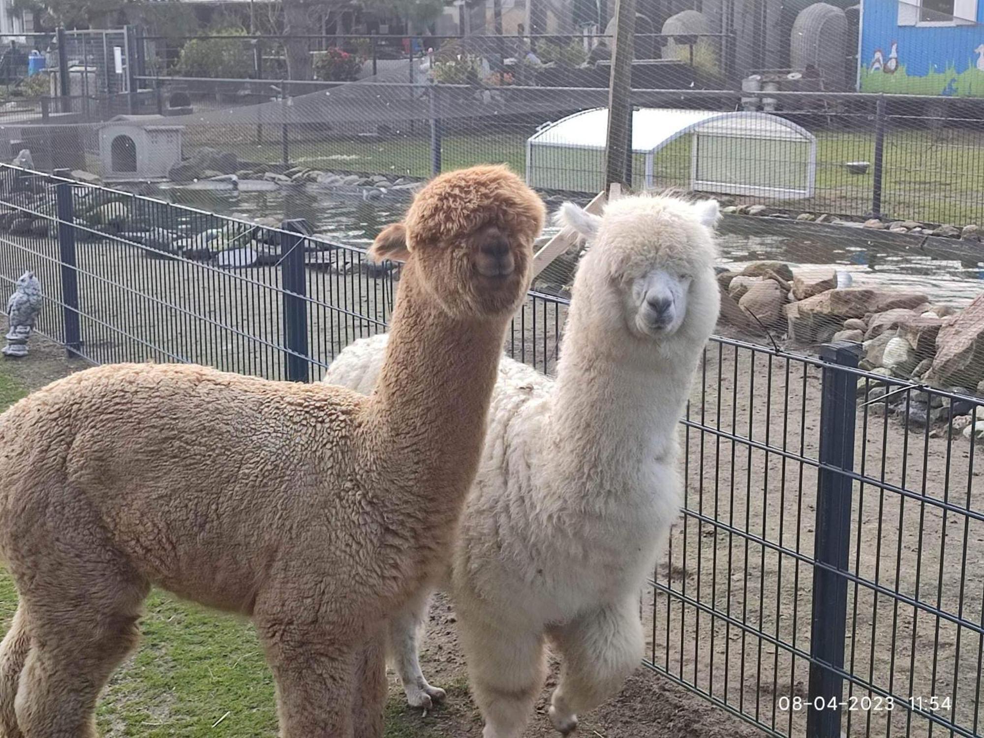 De Dierenweiden Goedereede Buitenkant foto